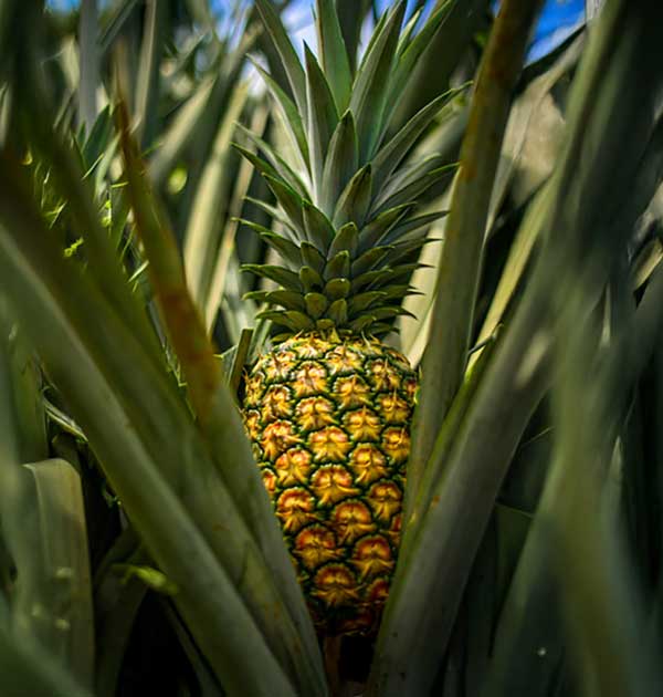 Piña tropical natural de Costa Rica — Alma Tropical